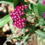 Achillea hybrida Red Beauty